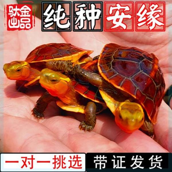 安缘龟长期喂虫可以吗