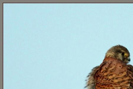 鹰隼可以人工繁殖么