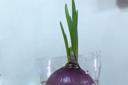 洋葱水培种植方法