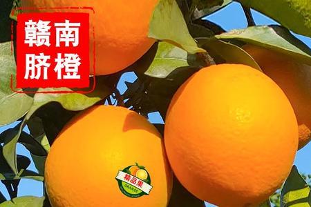 2022脐橙上市时间