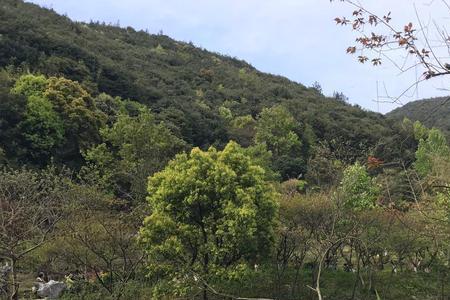 了了青山见,纷纷宿雾空象征爱情
