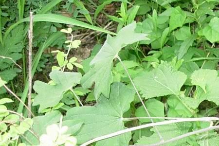 川地龙种植技术及收益