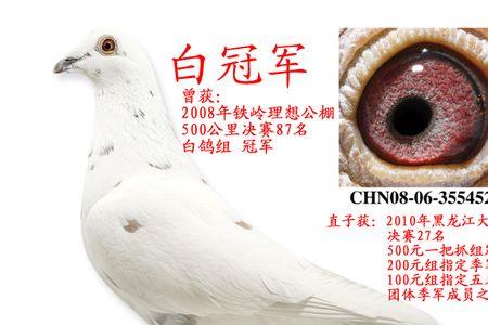 锡坤白信鸽的鉴别方法