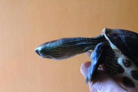 花龟怎样挑品相好的