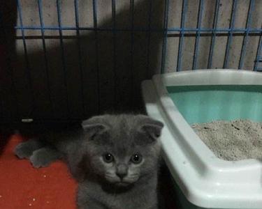 蓝猫几个月可以刷牙