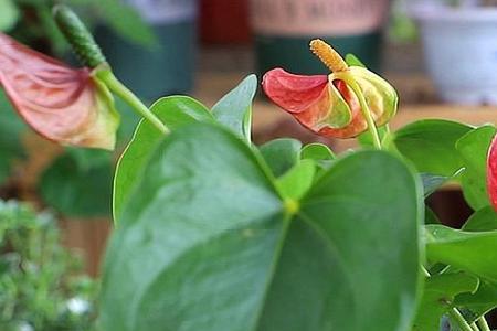 夏天红掌叶片有黄斑能剪掉吗