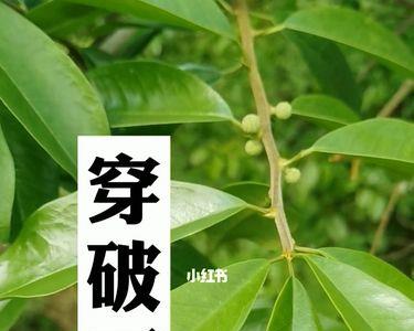 黄龙退壳树的种植