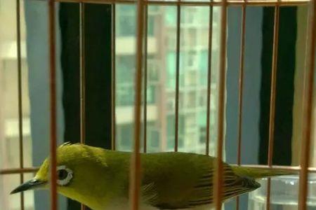 暗绿绣眼鸟一年叫多久