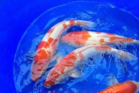 太师鱼的养殖方法