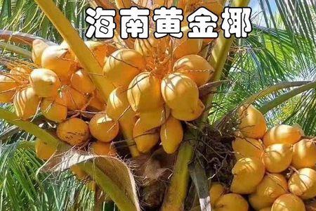 金椰叶快速救活方法