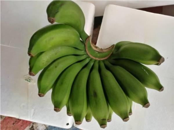 小米蕉烂了有毒吗