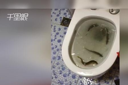 泥鳅扔马桶里冲掉还能活吗
