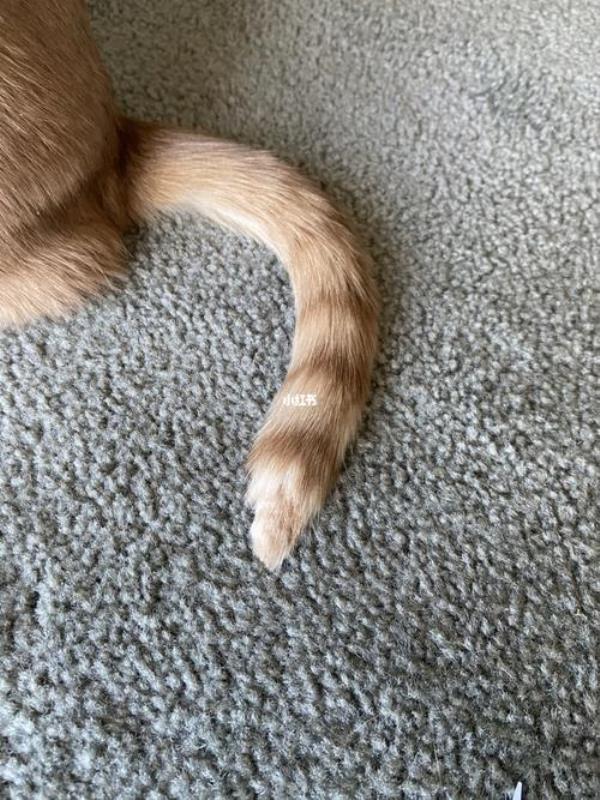 猫尾巴一圈没毛怎么回事
