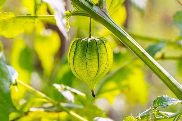 植物都会结出果实吗