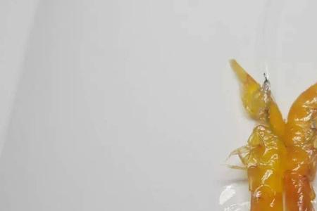 手竿钓虾饵最好的方法