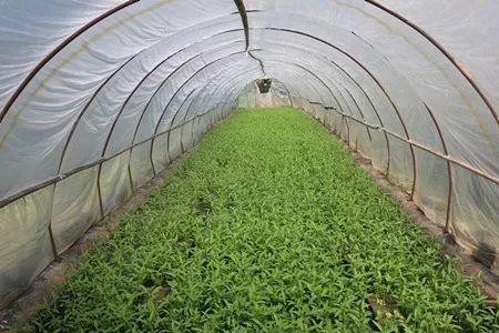南方冬天大棚空心菜种植技术