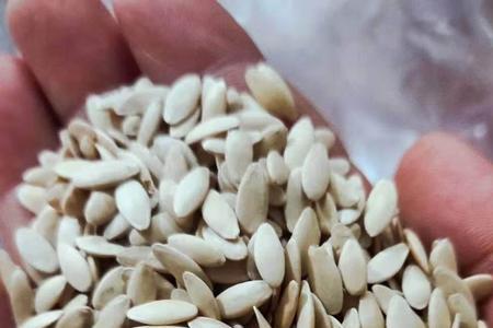黄瓜籽在黄瓜里发芽有毒没有