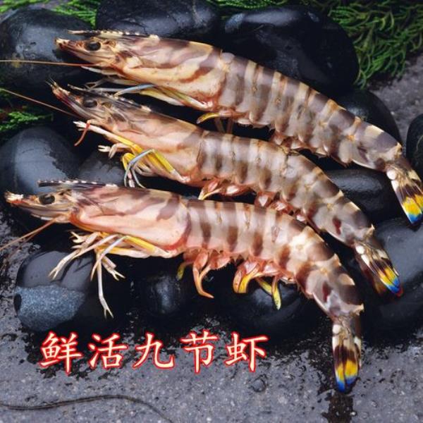 竹节虾和海白虾的区别