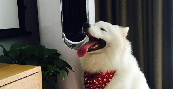夏天幼犬几个月可以吹空调
