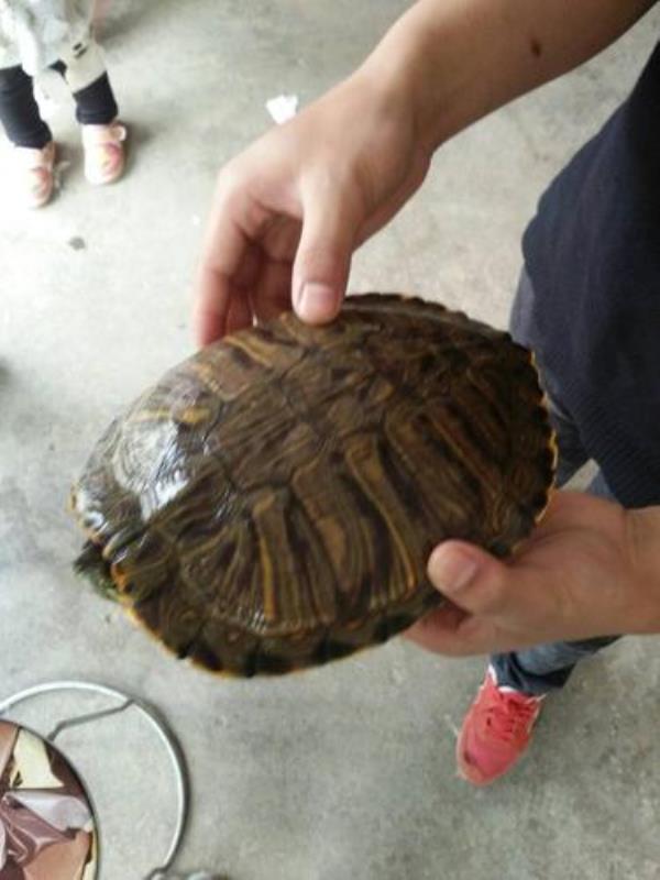 野生巴西龟喜欢在什么地方