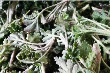 野菊花芽怎样做饺子馅