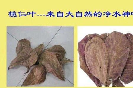 榄仁叶放多了对斗鱼有什么影响