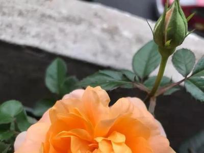 幻彩月季冬天开花吗