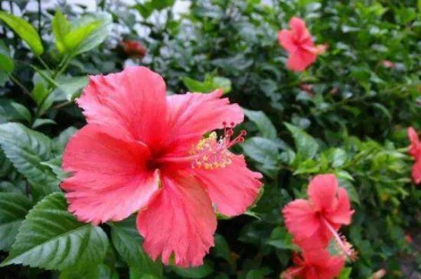 四季花养殖方法和注意事项