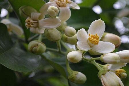 移栽柚子树多久开花