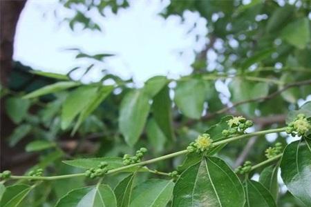 为什么枣树结果还会开花