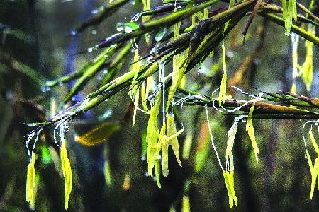 簕竹开花怎么办