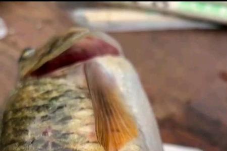 溪石斑可以死水养吗