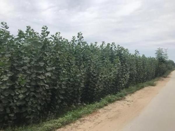 什么农药能杀死杨树