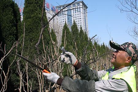 怎样修剪树枝