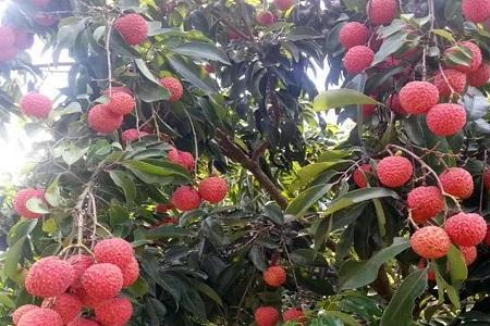 荔枝树适合陕西咸阳种植吗