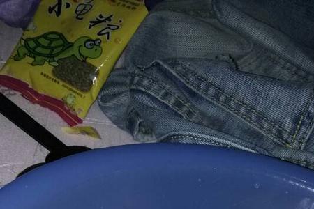 乌龟喜欢在家到处爬是什么意思