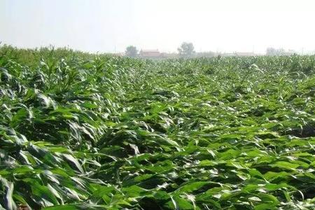 万禾699玉米高产吗