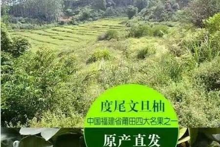 莆田柚子为何叫文旦柚