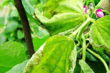 芸豆生虫是什么原因