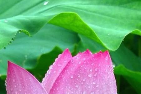夏天什么莲花补充句子