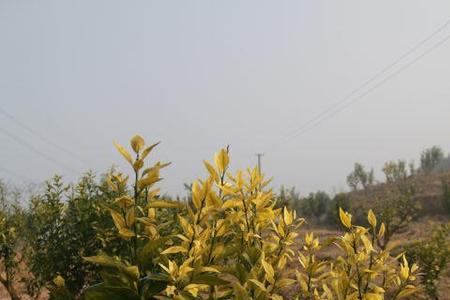 爱媛采摘后有青苔要怎么清园呢