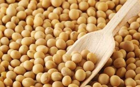 转基因大豆蛋白含量多少