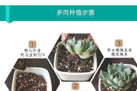 多肉植物生长记录表