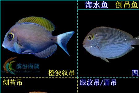圣诞龙海水鱼会钻沙吗