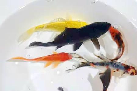 小青与小红与小丽鱼怎么染