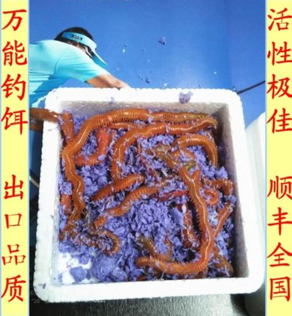 海钓沙蚕腌制方法