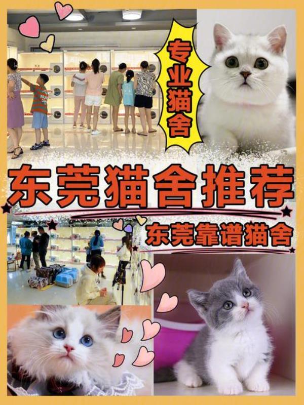 贝你宠猫舍靠谱么