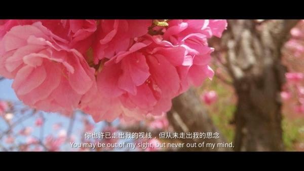 一直开在我心里的花是什么歌