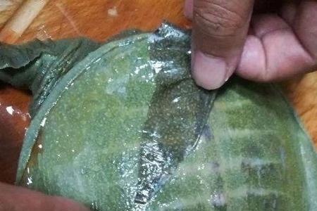 我的甲鱼的壳为什么是白色的