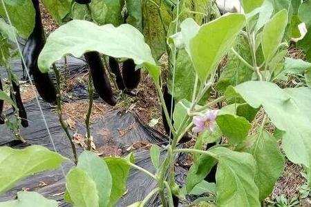 茄子叶子发白好像生锈